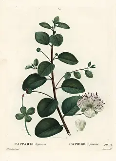 Spinosa: Caper bush, Capparis spinosa