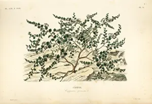 Spinosa: Caper bush or Flinders rose, Capparis spinosa
