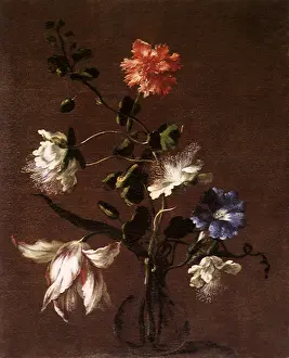 Tulips: Three Caper Flowers, a Carnation, a Bindweed, and a Tulip
