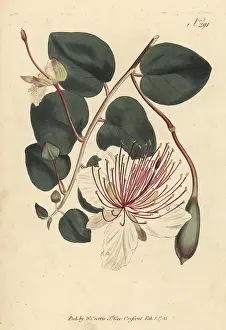 Garnish: The caper shrub, Capparis spinosa