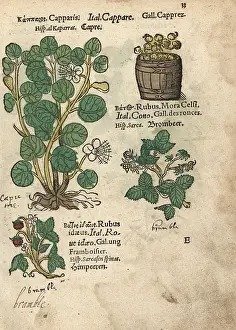 Spinosa: Caper tree, mulberry and raspberry