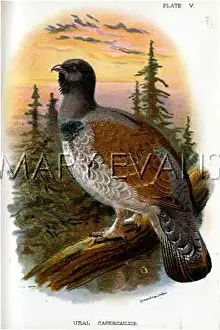 Uralensis: CAPERCAILLIE