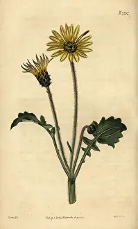 Calendula: Capeweed, Arctotheca calendula