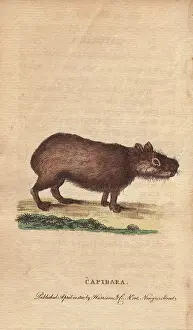 Capybara: Capibara or capybara, Hydrochoerus hydrochaeris