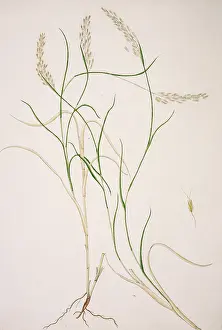 Weed: Capillipedium parviflorum, weed