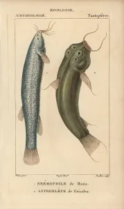 1816 1830: Capitan, Eremophilus mutisii, and pez negro