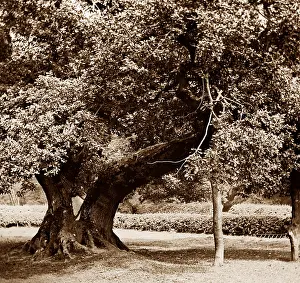 Jedburgh: Capon Tree, Jedburgh