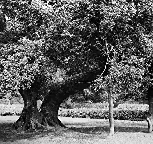 Jedburgh: The Capon Tree, Jedburgh, Victorian period