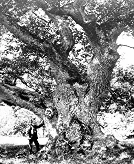 Jedburgh: The Capon Tree, Jedburgh, Victorian period