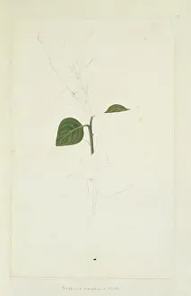Caper: Capparis canescens, dog capers