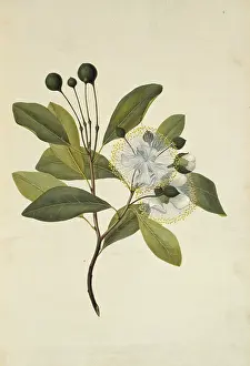 Terrarium: Capparis lucida, coast caper