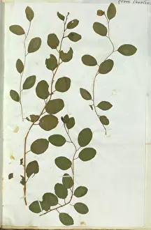 Spinosa: Capparis spinosa, caper