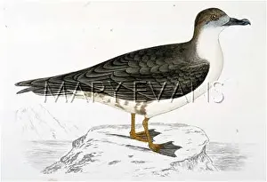 Petrel: CAPPED PETREL