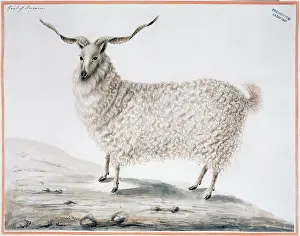 Capra: Capra hircus, goat