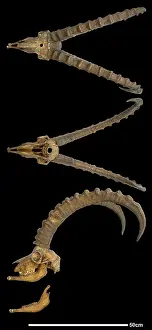 Capra: Capra ibex, alpine ibex