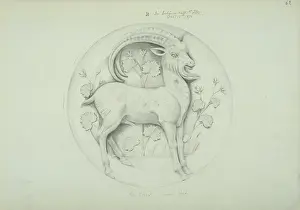 Antler: Capra ibex, Alpine ibex design