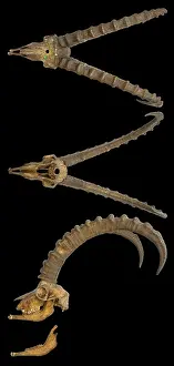 Capra: Capra ibex, alpine ibex skull