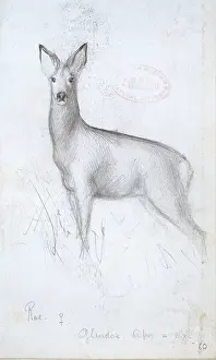 Cervidae: Capreolus capreolus, western roe deer