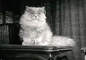 Caprice: Caprice, persian cat, to appear in cat show, Paris