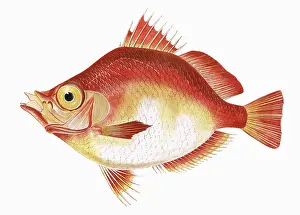 Boar: Capros aper, or Boarfish