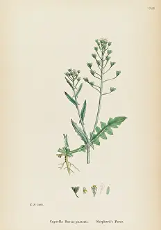 Bursa: CAPSELLA BURSA-PASTORIS
