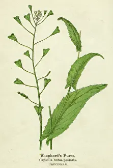Bursa: CAPSELLA BURSA-PASTORIS