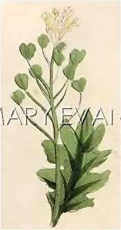 Pickpocket: CAPSELLA BURSA-PASTORIS