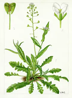 Actual: Capsella bursa-pastoris - shepherd's purse