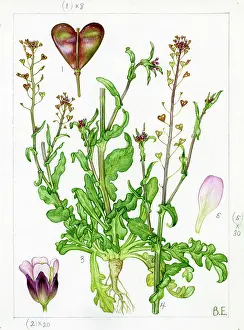 Sennen: Capsella rubella - pink shepherd's-purse