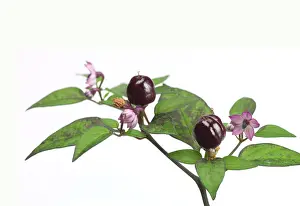 Pepper: Capsicum annuum Filius blue