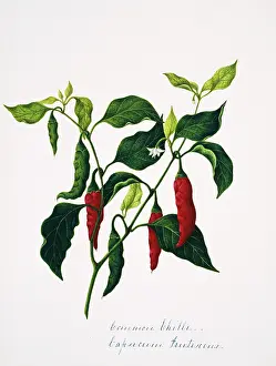 Spice: Capsicum frutesceus, common chilli