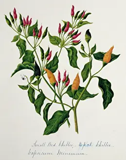 Spice: Capsicum minimum, chillies