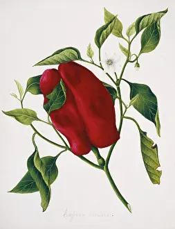 Spice: Capsicum sp. caffree chilli