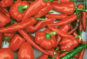 Pepper: Capsicum sp. pepper