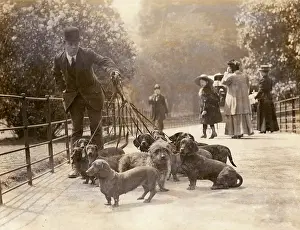 Captain Berry's dachshunds in the park