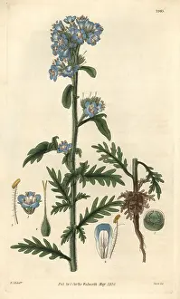 Phacelia: Captain Franklin's eutoca or Franklin's scorpionweed