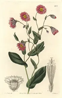 Mangles: Captain Mangles rhodanthe or pink sunray