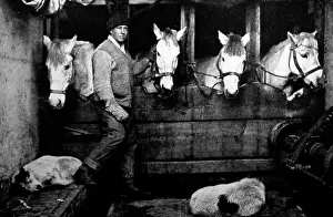 Oates: Captain Oates with some of the ponies, Scott's Expedition
