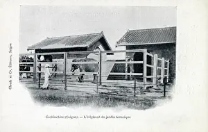 Botanique: Captive Elephant at the Botanical Gardens, Saigon, Vietnam