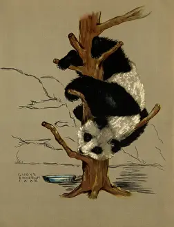 Curls: Captive Panda
