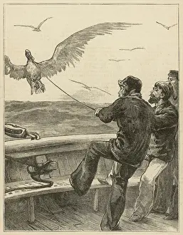 Bait: They Capture a huge Albatross