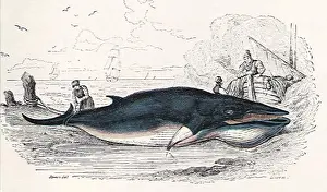 Whales: Captured Whale
