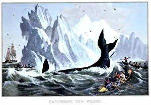 Whalers: Capturing the Whale - Currier and Ives Lithograph - 1850