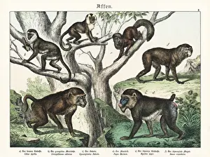 Mandrill: Capuchin, mandrill and other apes