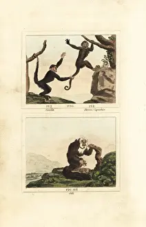 Barrs Buffon: Capuchin monkeys and equatorial saki