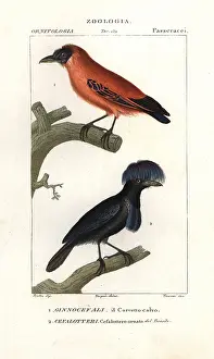 Ornatus: Capuchinbird, Perissocephalus tricolor, and