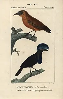 Ornatus: Capuchinbird, Perissocephalus tricolor, and