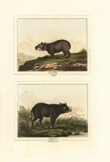 Capybara: Capybara and babirusa