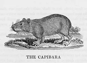 Capybara: CAPYBARA (BEWICK)