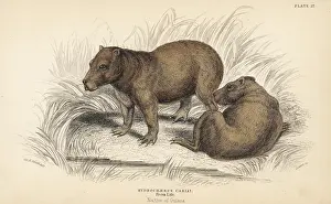 Capybara: Capybara, Hydrochaeris hydrochaeris
